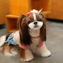 플라이플라잉 이미지