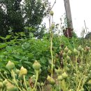 장백농장 이미지