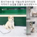 댕댕이