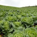 매봉산 농장 이미지