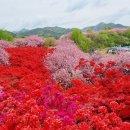 전주교육대학교전주부설초등학교 | 전주 벚꽃명소, 완산칠봉 꽃동산 겹벚꽃 구경~