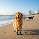 태화고무신발 | 🐾 부산해변 반려견워터슈즈 추천! 서면에서 GET🌊