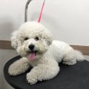 단짝 펫살롱 이미지