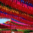 국당 Daum카페