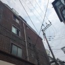 담장너머로뻗은나무