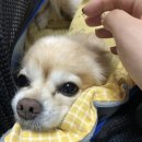 물빛동물병원 | [아산] 탕정 배방 동물병원 강아지 건강검진+스케일링 내돈내산 후기 :: 늘곁에동물병원