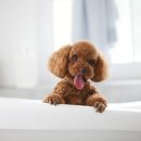 미사숲동물의료센터 이미지