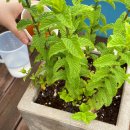 팜스바이오텍 이미지