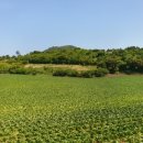 송당뜰