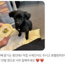 휘게 펫케어 이미지