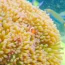 우신마트 | 말레이시아 코타키나발루 자유여행 일정 마린팩 예약 후기