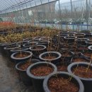 명곡농장 이미지