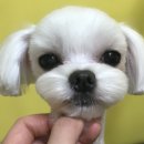 사랑할개 | 대형견출장목욕 전문! 사랑할개에서 우리 아이의 특별한 미용시간