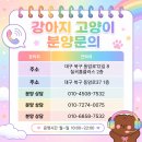 의성동물병원부설 | 의성강아지분양 한 군데만 보고 결정하면 안 된다고 생각했던 이유