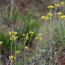 솜방망이 이미지