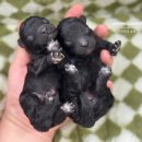 토이켄넬 이미지