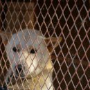 진도개영농조합 이미지