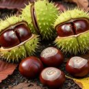 마로니에 이미지