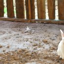 새날목장 이미지