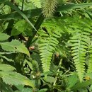 온세미로 이미지