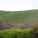 모젤(moselle)