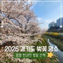 소하근린공원 | 2026 광명 벚꽃 명소｜한내천 실시간 개화 상황, 이번 주말 만개 타이밍
