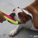 코리아 K9 애견훈련소 네이버블로그