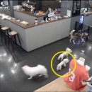 별이애견 이미지