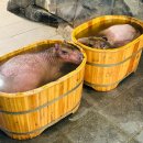 신비소리 | 신비동물원 가평점