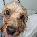 헤어 컹컹 이미지