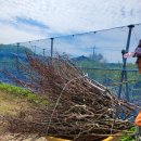 안고랑농장 이미지