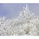 수원-1614 Daum카페
