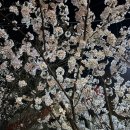 수봉공원(현충탑) | 별빛 경관을 즐길 수 있는 인천 야경 명소 ‘수봉공원’ (벚꽃 나들이🌸)