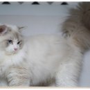 랙돌캐터리 알렉산더돌스 이미지