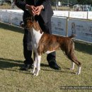 프라이드 켄넬 이미지