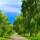 버드나무 이미지