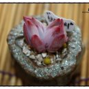 다솜이네 이미지