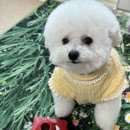 트레이 | 비숑 분리불안 노즈워크 KONG 콩장난감 프리즈 트레이 사용후기