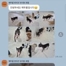 강아지 호텔 이미지