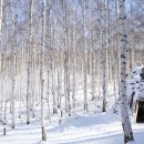 원대리 자작나무숲 이미지