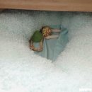 발발펫 네이버블로그