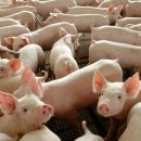 中, 브라질산 식용 돼지비계 수입 허가…아프리카돼지열병 영향 이미지
