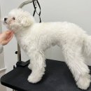 스타일독 | 부천 옥길동 애견미용 말티폼 전체 가위컷 귀툭튀 스타일 후기 독투게더