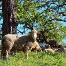 성경목장 이미지