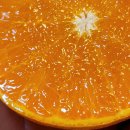 탐라향 | 천혜향 제주 천혜향 맛나게 출발 중!!! 노지 한라봉도 맛나는 지금은 만감의 계절~ 월요일 출발해유!