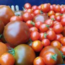 유기농 토마토 행복덩이 이미지