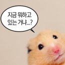 그래픽스