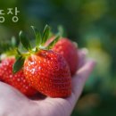 고운농장 | 용인딸기체험 고운농장 딸기체험 비용 예약 후기