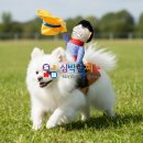 웨스턴펫