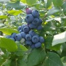 혁이네 농장 이미지